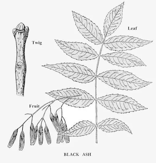 ясень обыкновенный распускание почек. побег ясеня. ясень побеги с листьями. строение побега ясеня. американский ясенелистный клён побеги.