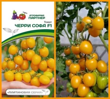 Томат софа отзывы