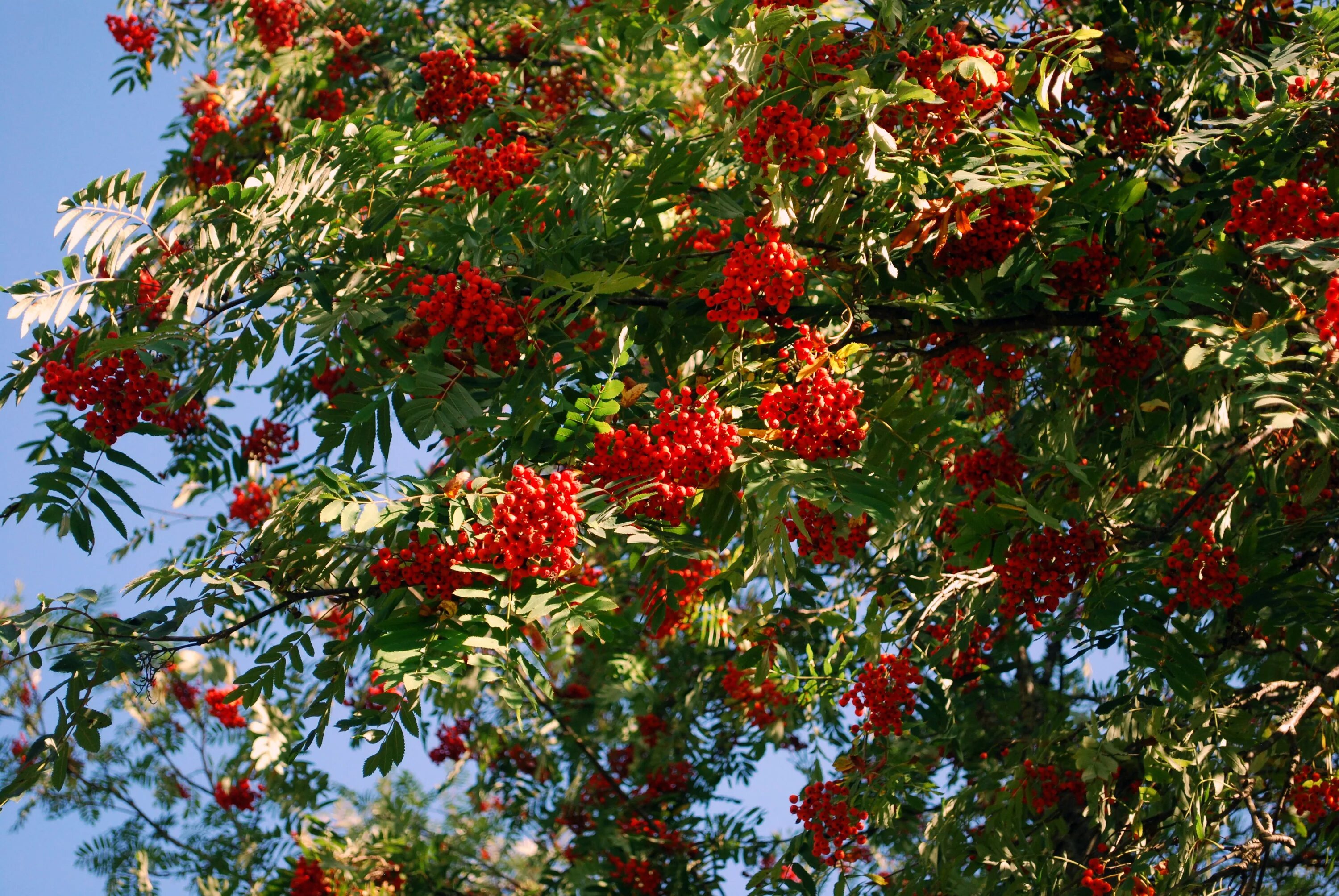 Рябина красная дерево. Sorbus aucuparia edulis (рябина обыкновенная). Рябина обыкновенная (кустовая) Sorbus aucuparia. Рябина обыкновенная edulis. Рябина обыкновенная кустовая.