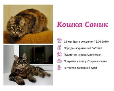 Что значит увидеть во сне кошек