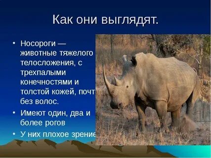 Сообщение о белом носороге