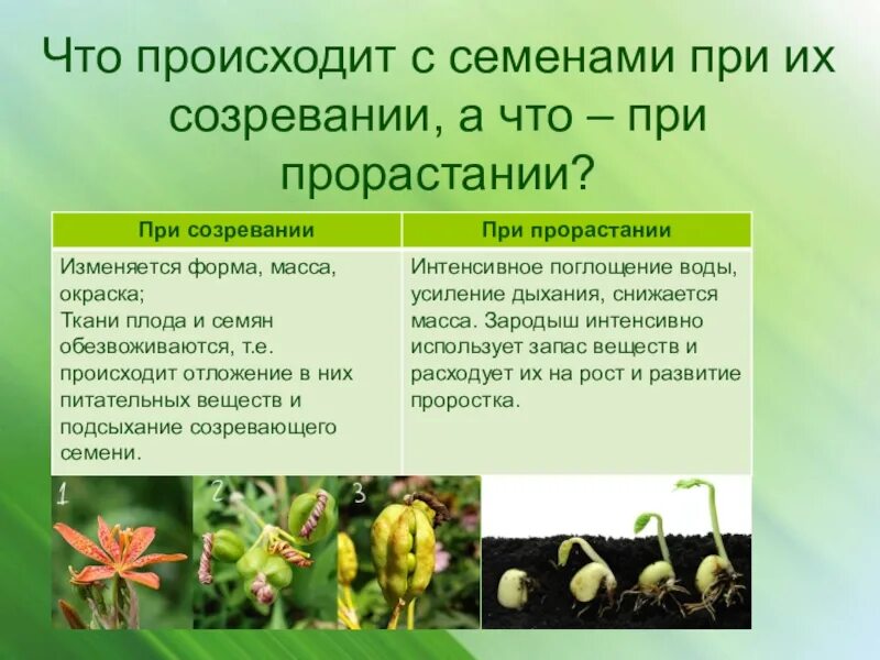 Семенами размножается растения имеющие. Прорастание семян 6 класс. Признаки созревания семян. Семенной способ размножения растений. Прорастание семян цветковых растений.