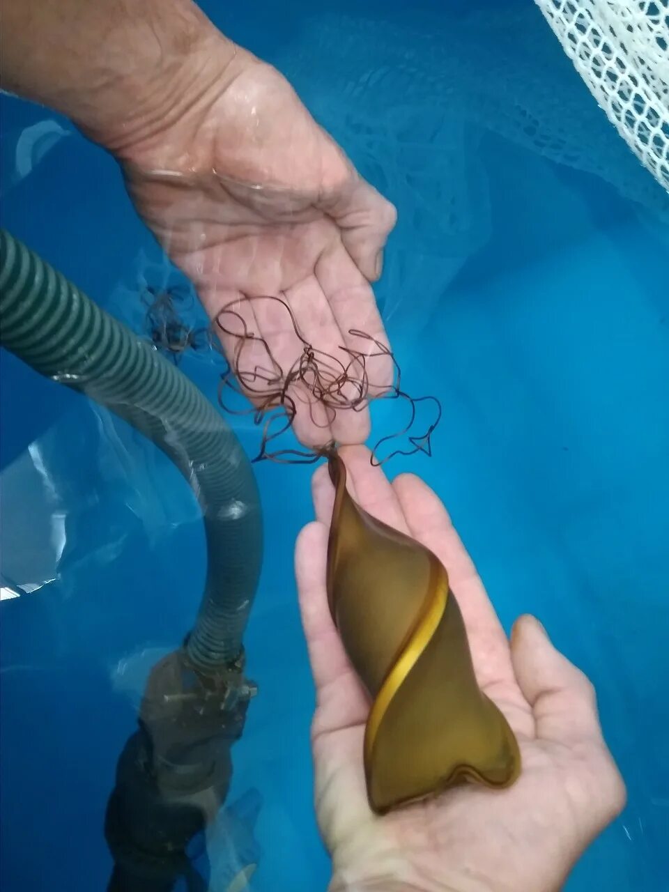 Как выглядит яйцо акулы. Акульи яйца. Как выглядит яйцо акулы. Акульи яйца. Акульи яйца.