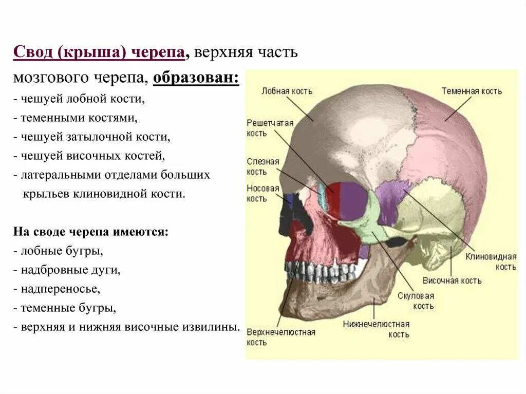 Теменная и затылочная кости тип соединения. Кости свода и основания черепа. Кости, образующие свод мозгового черепа. Свод (крыша) мозгового черепа; кости, его образующие.. Свод и основание мозгового отдела черепа.