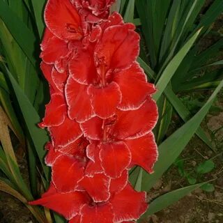 Фото сорта гладиолуса