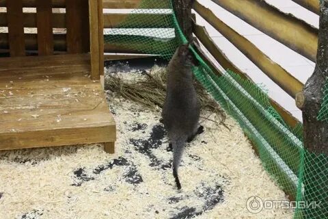 Контактный зоопарк в уфе адреса