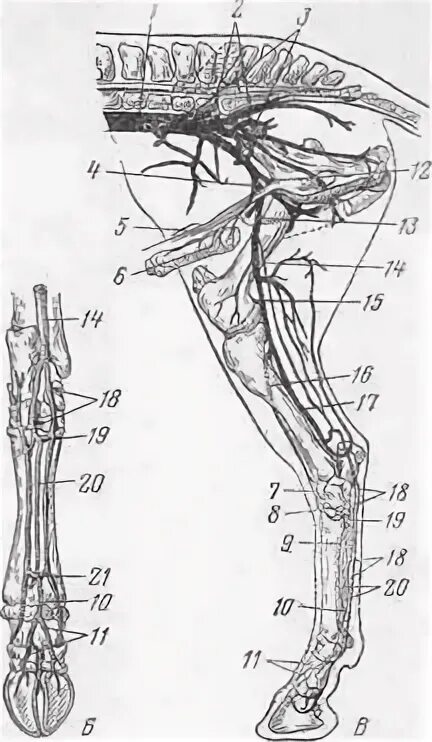 Артерии и вены животных. Артерии тазовой конечности животных. Артерии тазовой конечности КРС. Кровоснабжение тазовой конечности животных. Артерии и вены тазовой конечности животных.