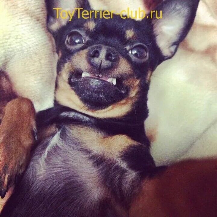 Той терьер кобель. Собака гадит. Щенок гадит на пол. Собака грызет обувь. Собаку тащат на поводке.