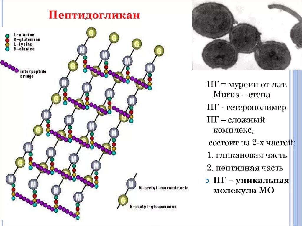 Пептидогликан строение микробиология. Строение муреина бактерий. Пептидогликан бактерий строение. Структура пептидогликана (муреина).