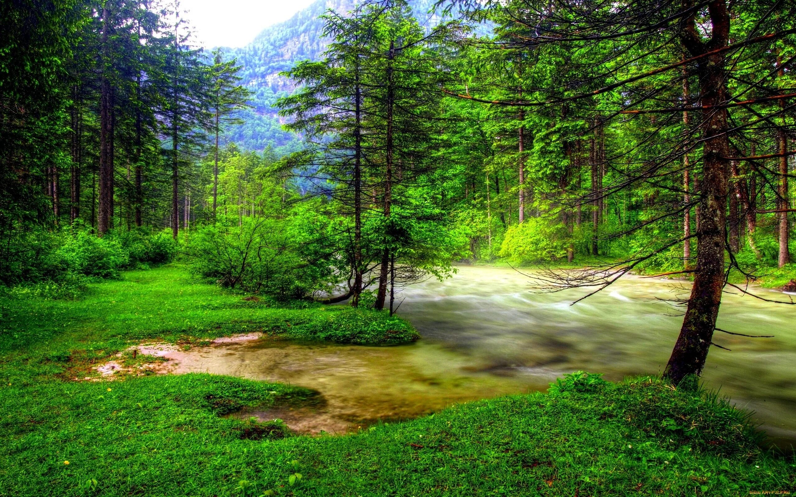 Открытая природа. Природа лес. Красивый лес. Летний лес. Пейзаж лес.