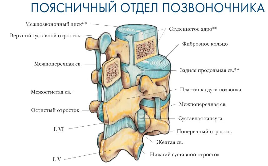 Типы соединения поясничного отдела