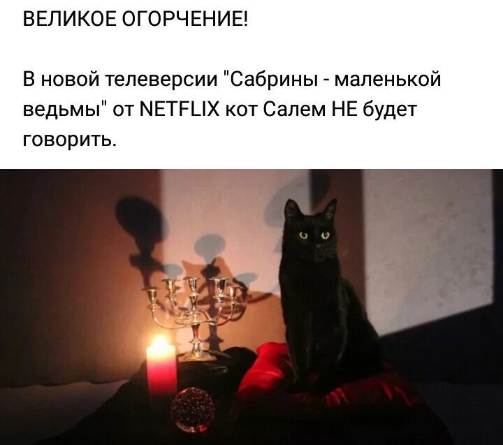 Котик нетфликс