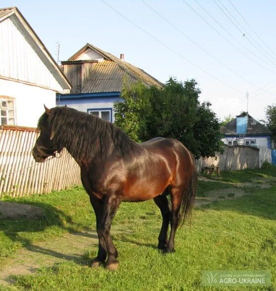 Черкасская лошадь. Курский конь. Черный лошадь обычная деревенская. Лошади в Курской области.
