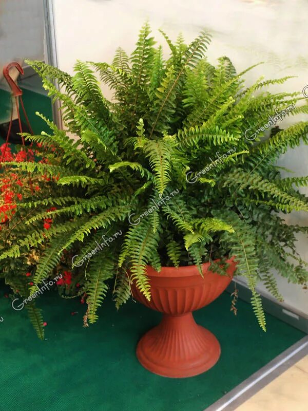 Yeah... a fern in a bathroom! Растения, Папоротник, Комнатные цветы