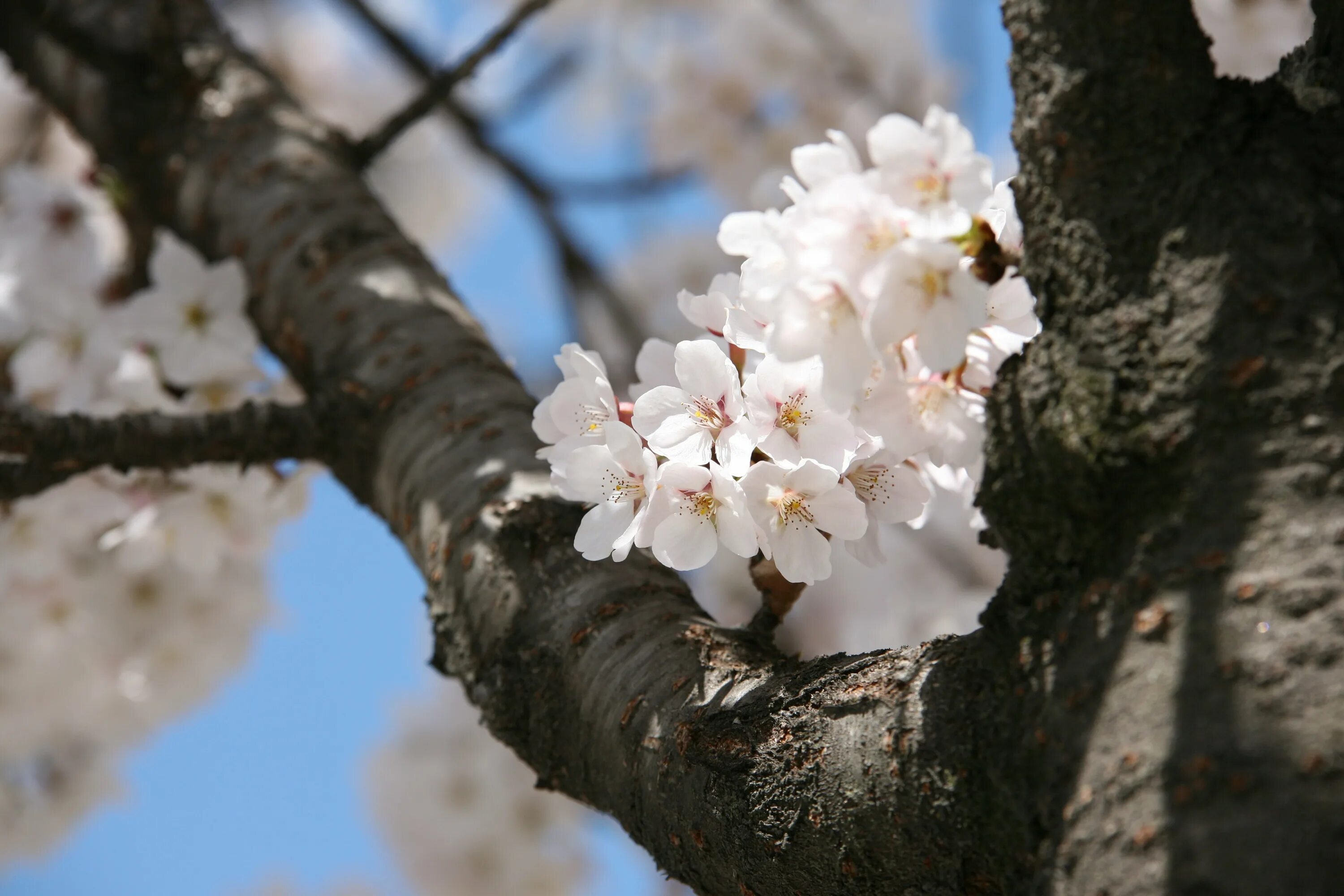 Что зацветает в апреле. Апрель цветение деревьев. Цветущая вишня. Цветущие деревья в апреле. Белое цветущее дерево.