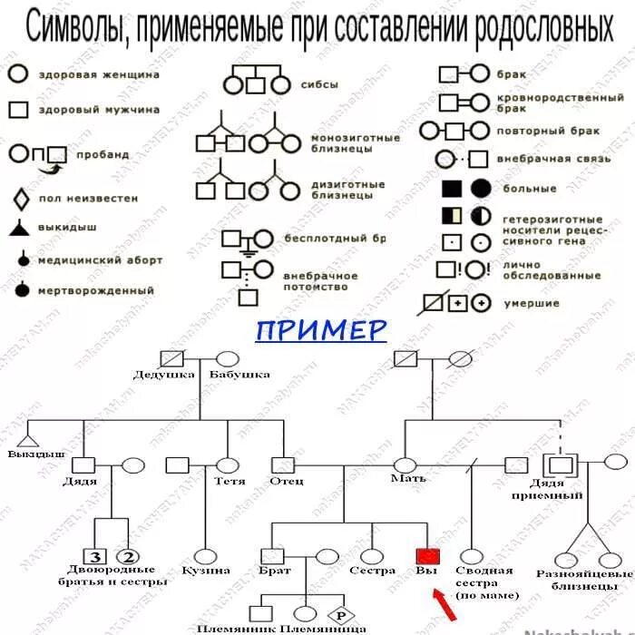 Двойня по какой линии. Как передается двойня по наследству. вероятность рождения близнецов по наследству. по какой линии передается двойня и близнецы. вероятность рождения двойни по наследству.