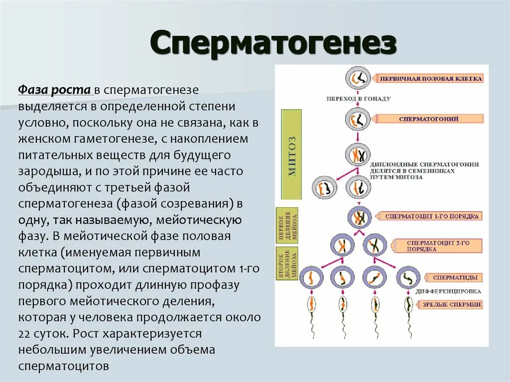 Установите соответствие между признаком гаметогенеза. Сперматогенез и овогенез стадии развития. Усиленная фаза роста сперматогенез. Сперматогенез образование схема. Образование половых клеток сперматогенез.