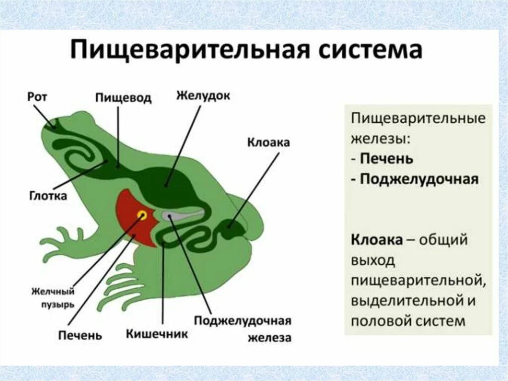 Пищеварительная система земноводных 7. Пищеварительная система хордовых земноводных. Класс земноводные пищеварительная система. Земноводные пищеварительная система таблица