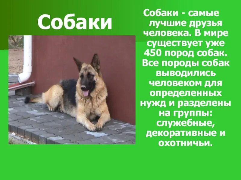 Доклад про собаку. Рассказ о собаке. Небольшой рассказ о собаке. Описание собаки.