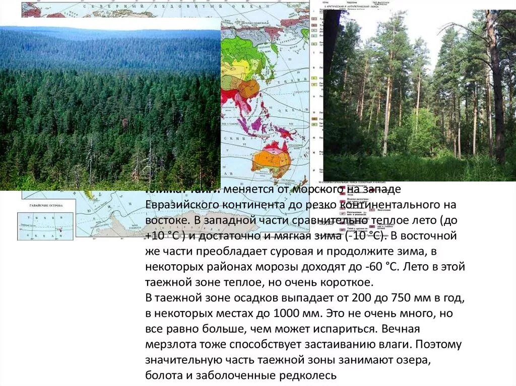 Природная зона тайга климатический пояс. Уссурийская Тайга презентация. Климат тайги карта. Уссурийская Тайга климатический пояс. Климат тайги в России.