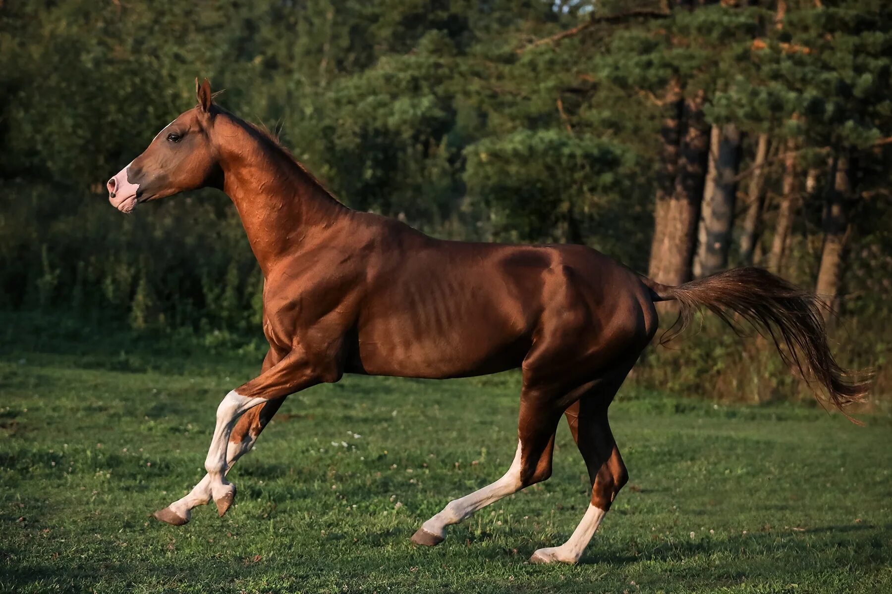 Лошади 9 лет. Ахалтекинская лошадь гнедая. Ахалтекинский скакун рыжий масти. Ахалтекинская лошадь рыжая. Ахалтекинская бурая.