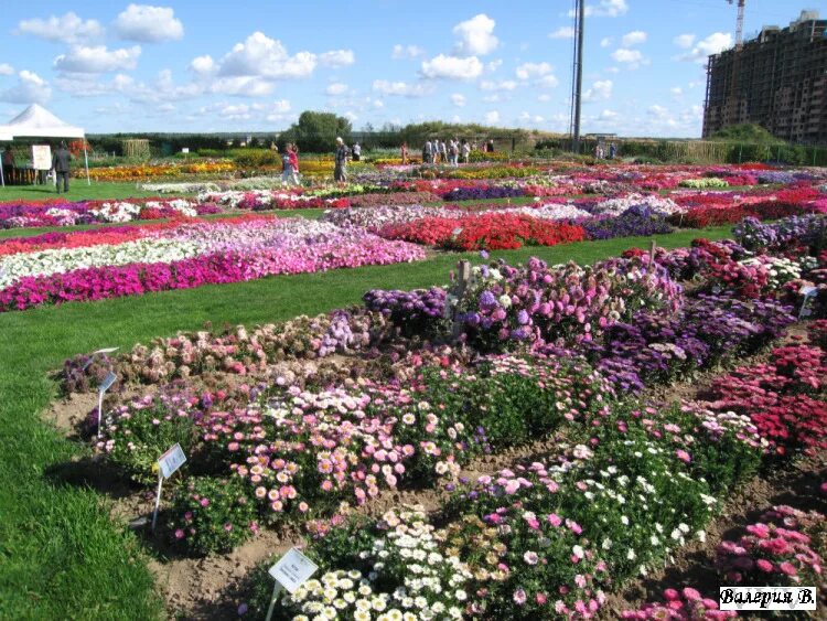 Сад и огород. Овощи на грядке. Дачный огород. Садоводство и огородничество. Сад и огород.
