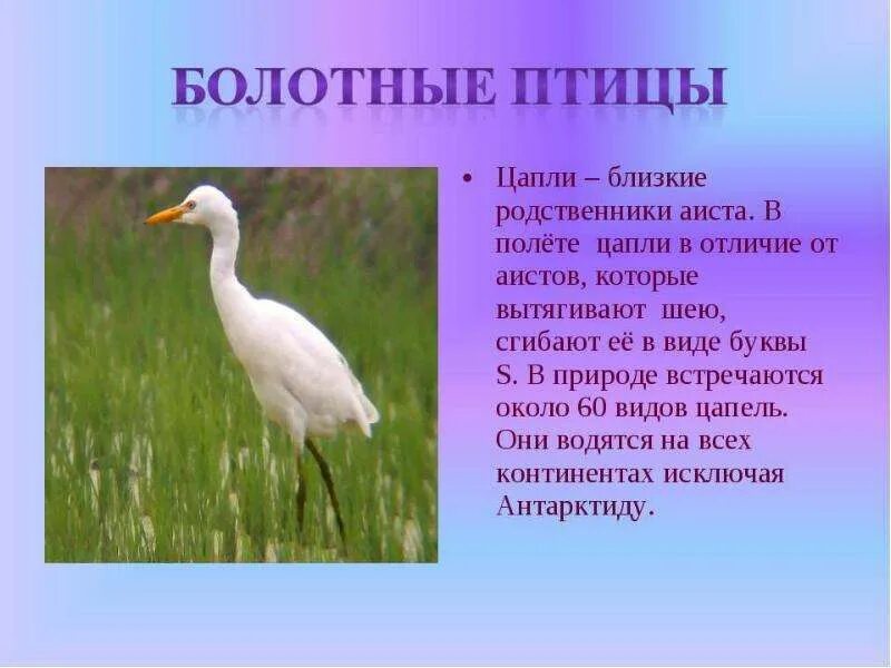 Цапля описание. Цапля описание. Краткий рассказ цапля. Стих про цаплю для детей. Серая цапля описание.