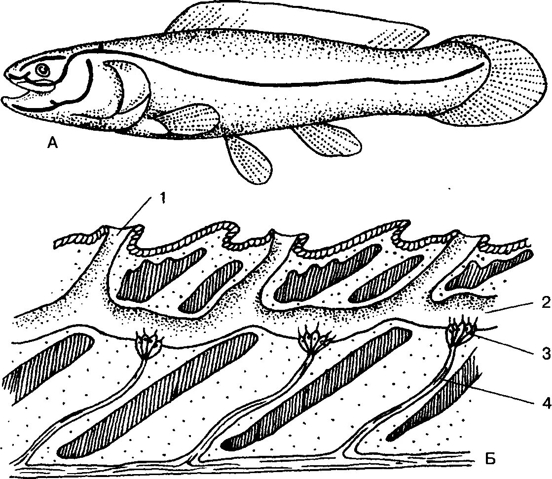 Особый орган чувств боковая линия. Боковая линия у костных рыб. Боковая линия орган чувств у рыб. Орган боковой линии костной рыбы. Орган боковой линии миноги.