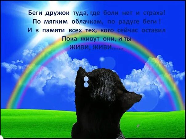 Кот с радугой. Кошка ушла на радугу. Котята бегут по радуге. Ушел на радугу. Ты беги ты беги туда