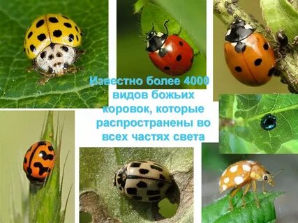 Божья коровка класс