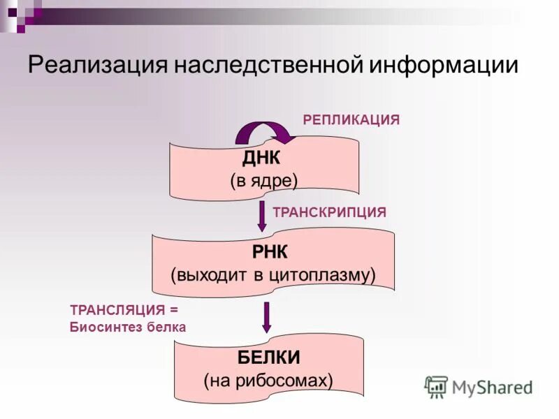 Этапы реализации информации. Схема реализации наследственной информации. Реализация генетической информации схема. Схема реализации генетической информации в фенотипические признаки.