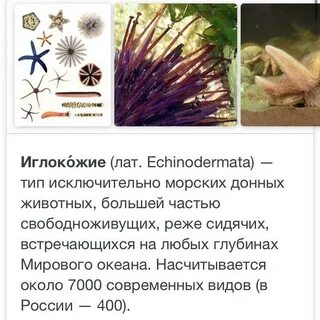 Среди иглокожих нет хищников