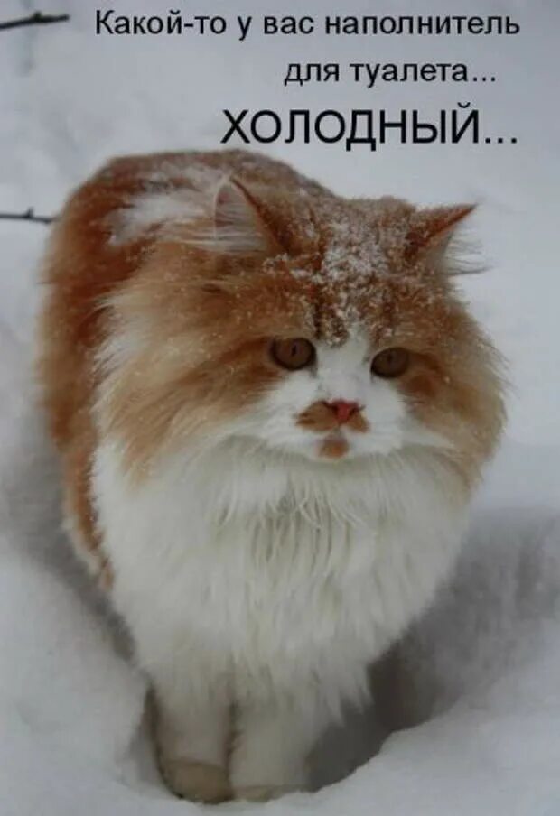 Хочется в туалет когда холодно