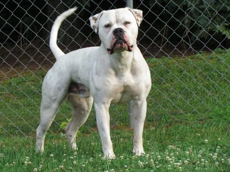 Amazon.com: Akc Dog Breed Poster