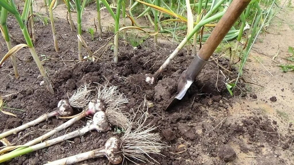 Картошка растет в огороде. Когда начинают копать огород. Копка картофеля. Перекопка огорода. Картошка на грядке.