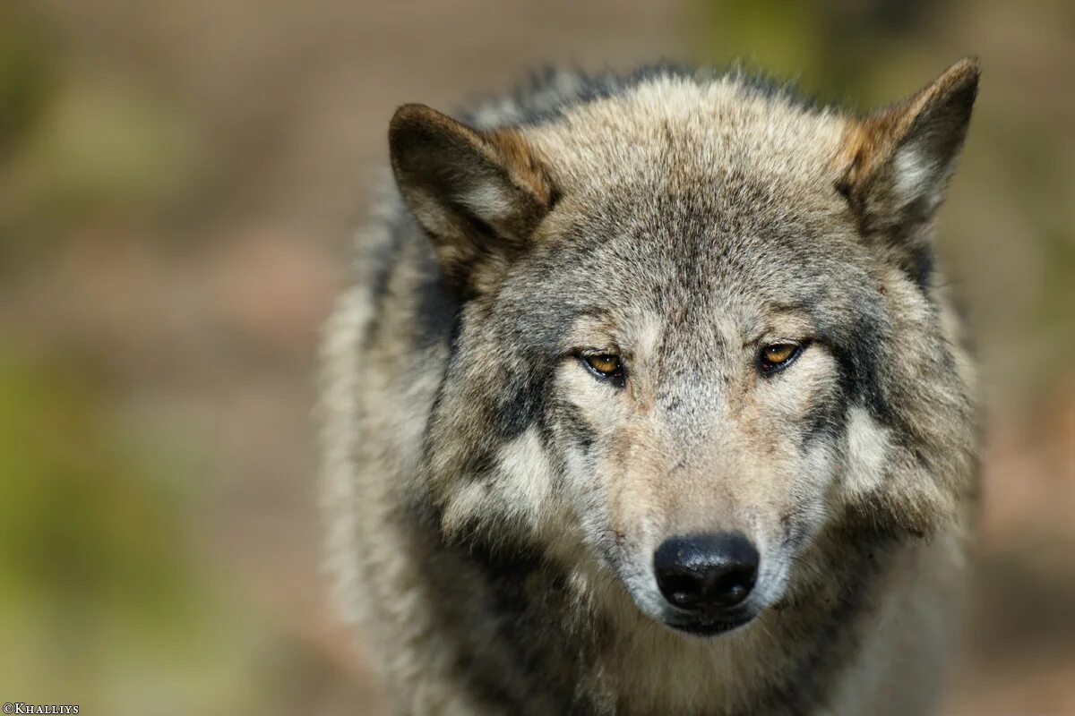 мудрый волк