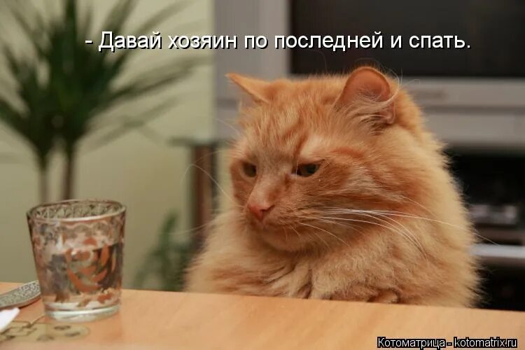Хозяин давай