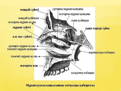 Жұмсақ порно деген не?