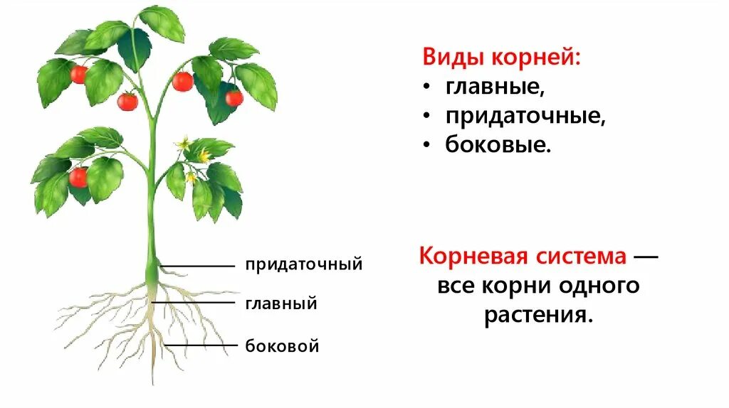 Строение саженца томата. Строение побега томата. Строение вегетативных органов клубники. Схема строения цветкового растения помидор. Внутреннее строение томата