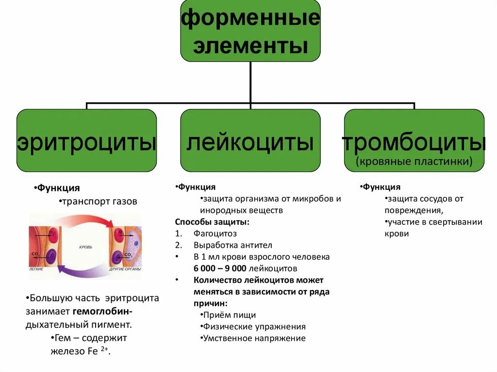 Какую функцию выполняет газ. Роль эритроцитов в транспорте газов. лейкоциты осуществляют транспорт газов. элементов биохимическая и физиологическая функция. форменный элемент капсулы.