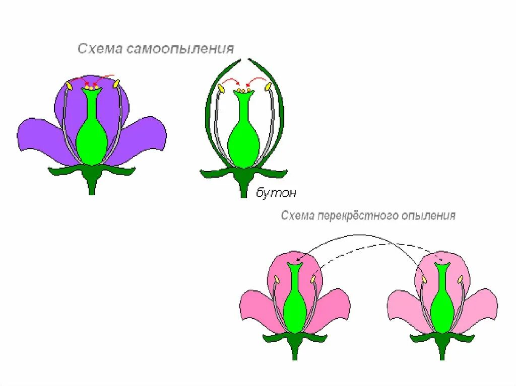 Схема самоопыления хвойные