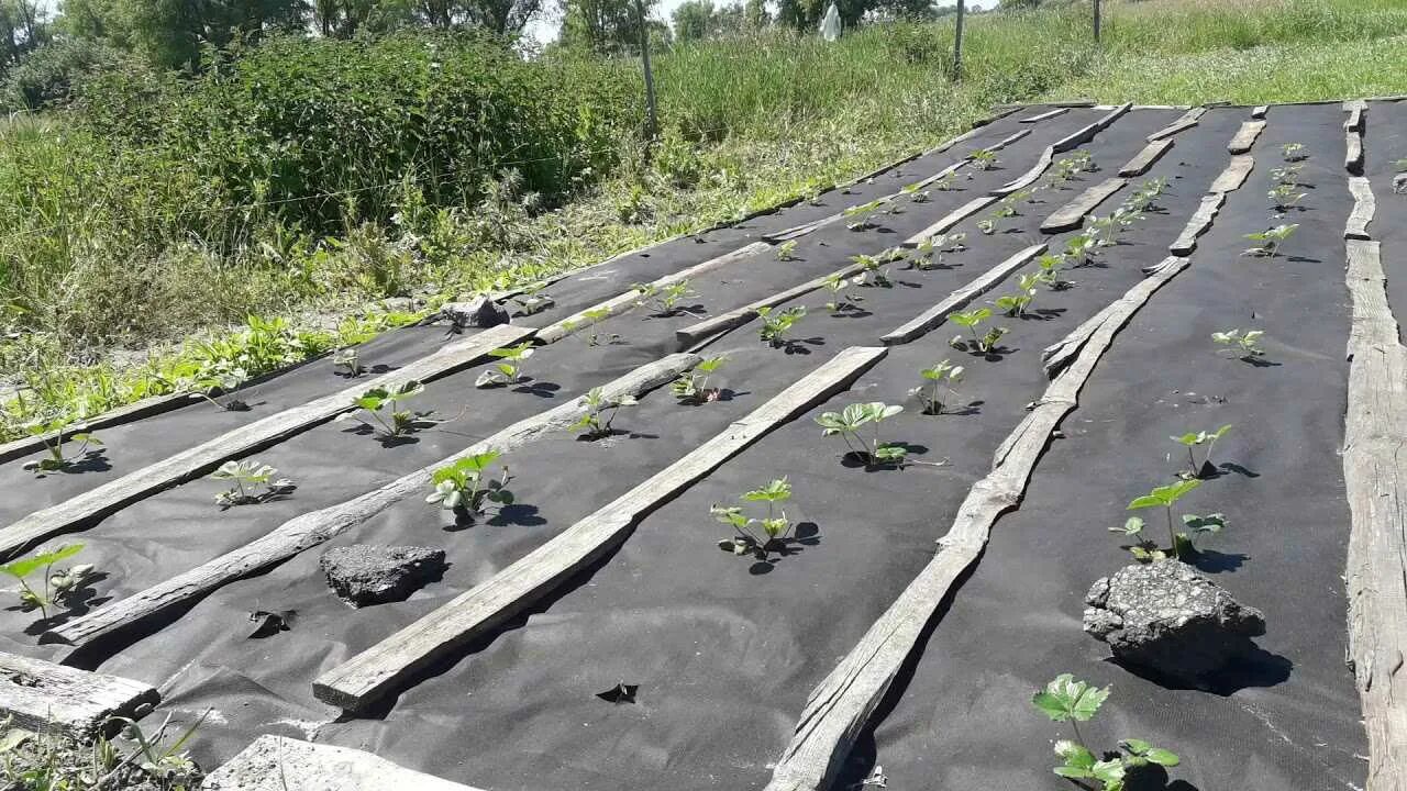 Какой стороной класть укрывной материал. Агроткань и геотекстиль. Агроткань для клубники. Агротекстиль для клубники. Геотекстиль для клубники.