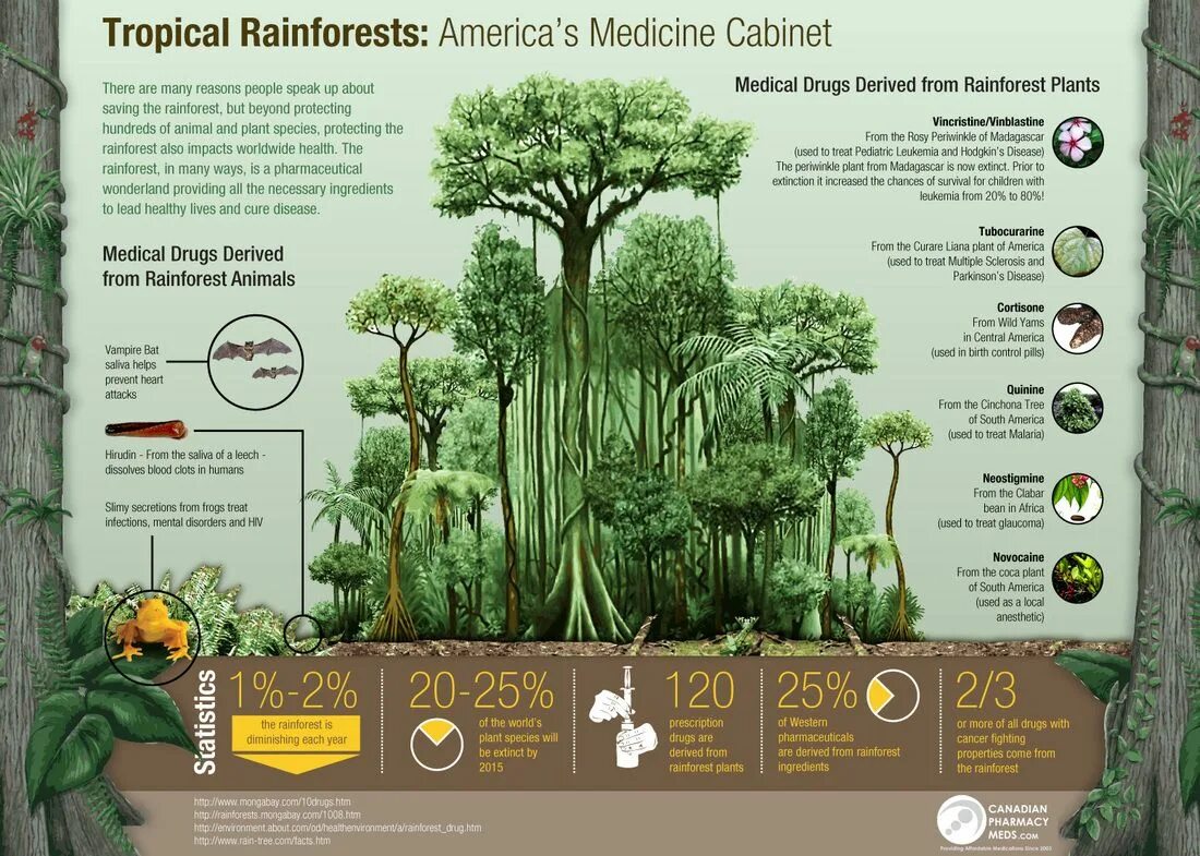 How many plants. Инфографика растения. Инфографика лес. Инфографика растительность. Растения леса инфографика.