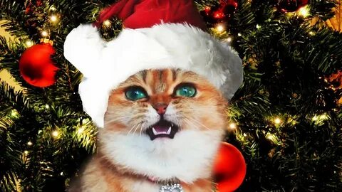 Коте новый год песня