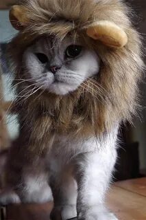 Львиный кот