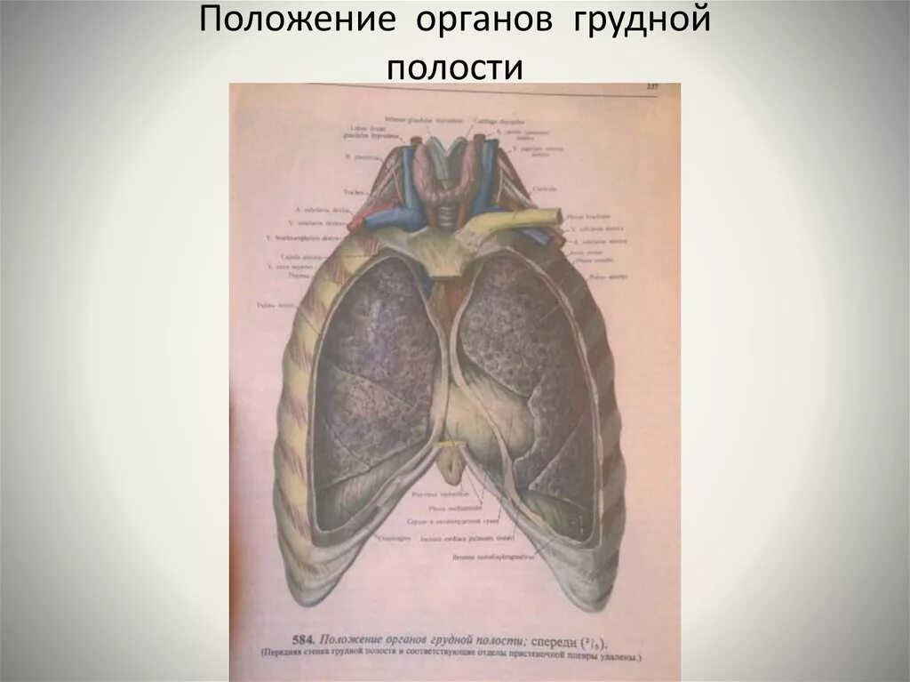 Грудная полость строение анатомия. Положение органов грудной полости. Органы грудной полостая. Органы грудной полости анатомия.