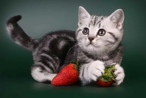 Кошка малинка