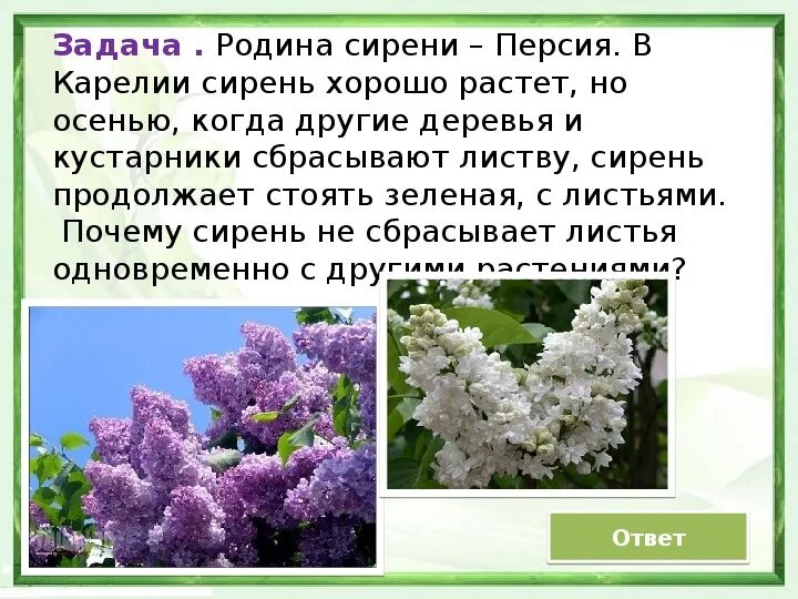 Когда начинает расти сирень. Сирень Родина. Почему сирень не сбрасывает листья. Сирень Карелия. Сирень почему так называется.