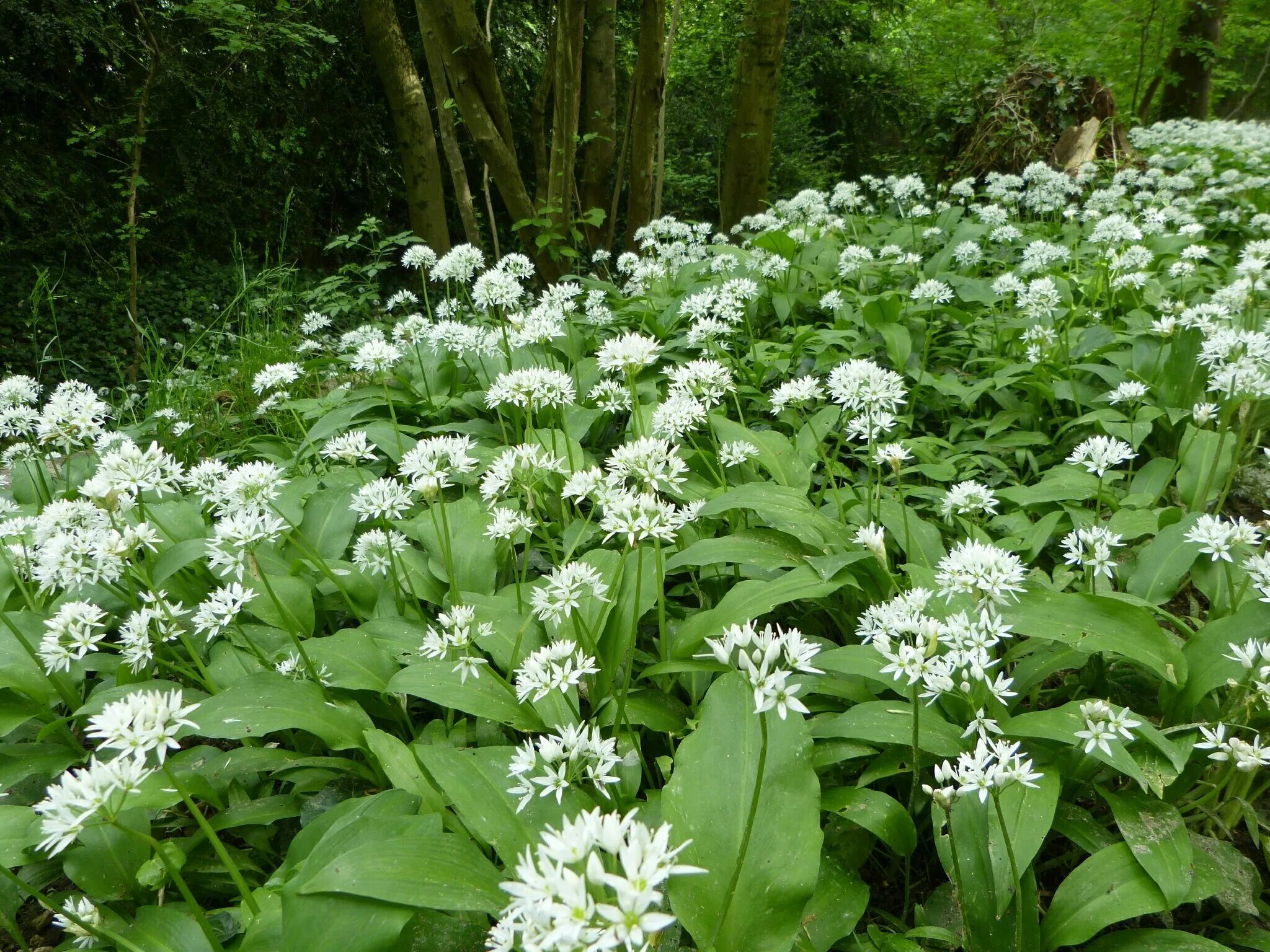 Черемша где посадить. Allium ursinum черемша. черемша сахалинская. черемша лесная.