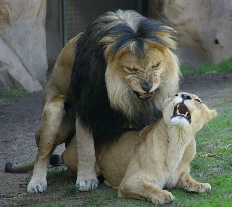 Львы спариваются. Львица с гривой. Лев спаривается со львом. Лев спаривается с львицей.